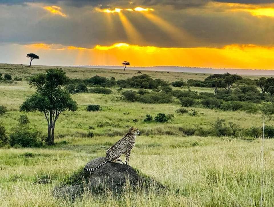 Leruk Maasai Mara Camp Hotel Sekenani Luaran gambar