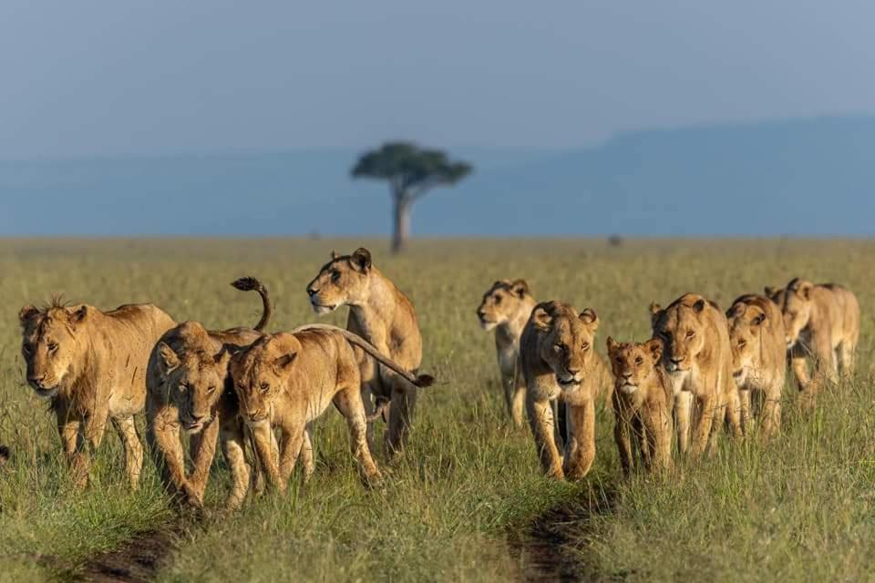 Leruk Maasai Mara Camp Hotel Sekenani Luaran gambar