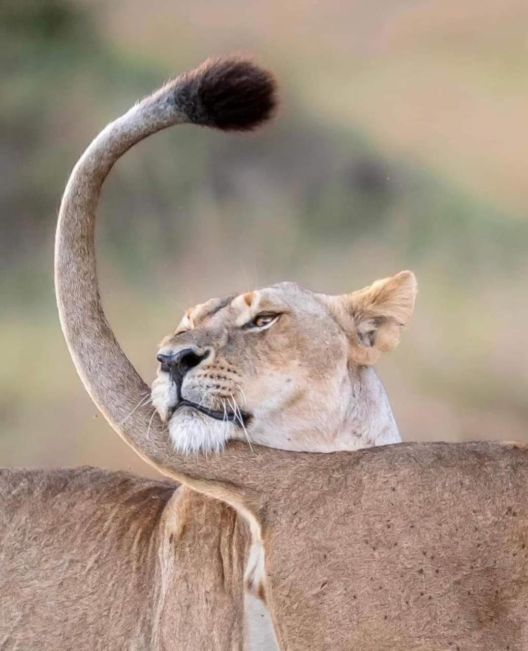 Leruk Maasai Mara Camp Hotel Sekenani Luaran gambar