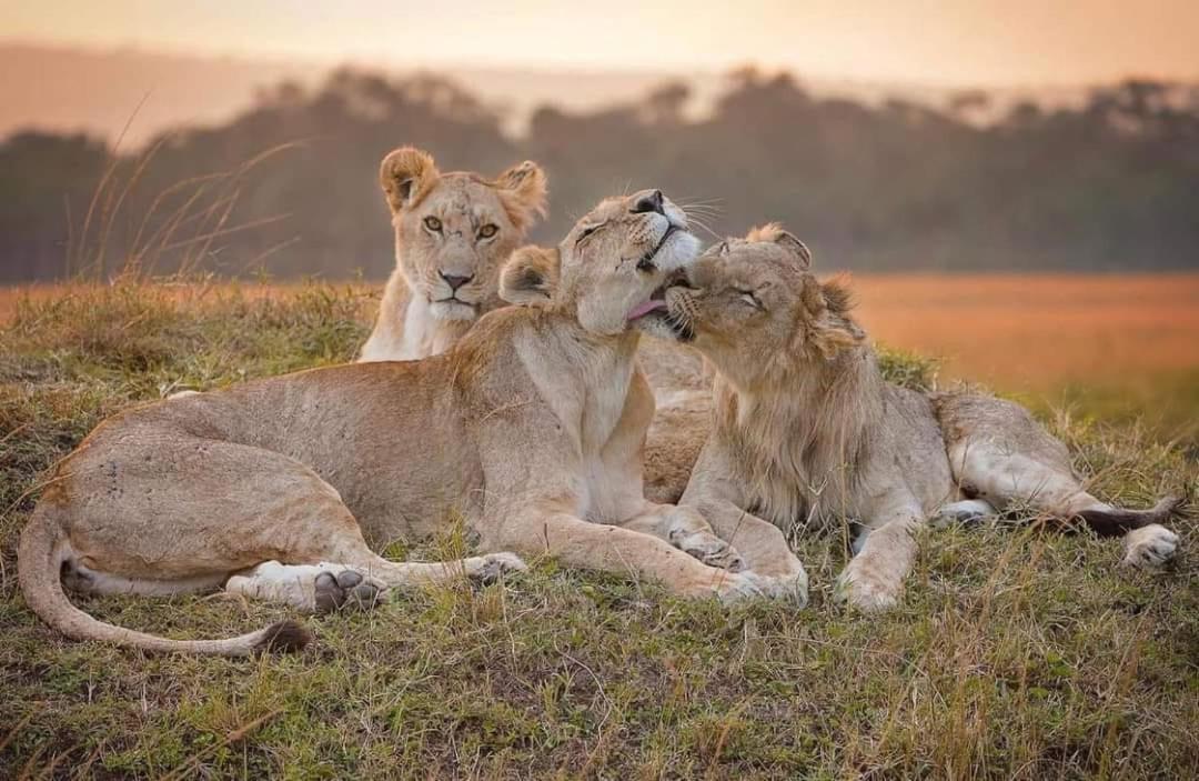 Leruk Maasai Mara Camp Hotel Sekenani Luaran gambar