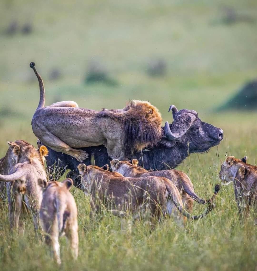 Leruk Maasai Mara Camp Hotel Sekenani Luaran gambar