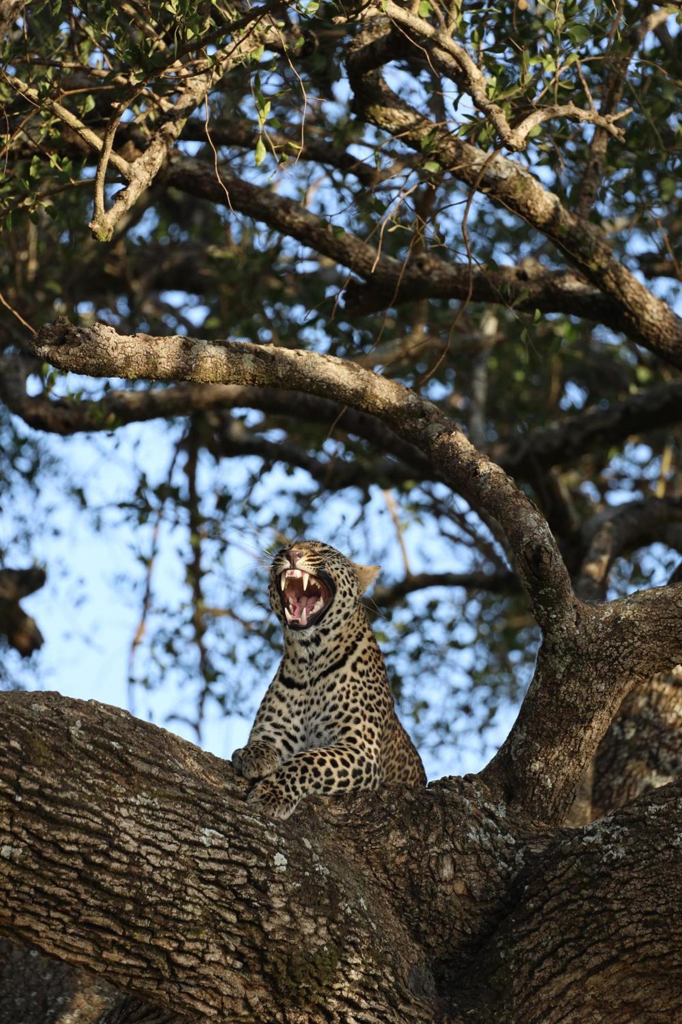 Leruk Maasai Mara Camp Hotel Sekenani Luaran gambar